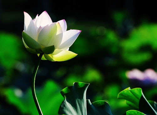 ʧ옷ػڮ