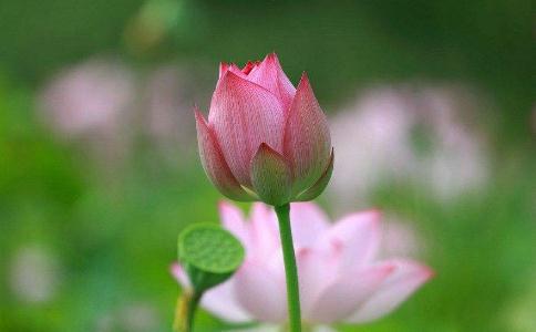 蓮花出污泥而不染，在煩惱人間帶來(lái)清涼境界
