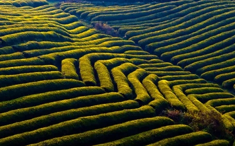 都勻毛尖是什么茶？都勻毛尖茶的產(chǎn)地與簡介