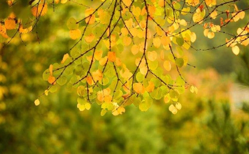 華平法師：應(yīng)知無(wú)常也無(wú)常才能解脫