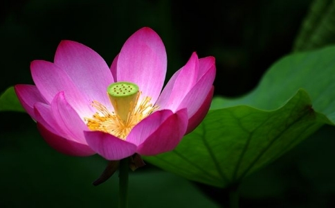 引起欲望的六個(gè)因素，怎么戒邪淫？
